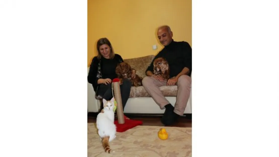 Kedi ve köpeklerin dostluğu görenleri şaşırtıyor 