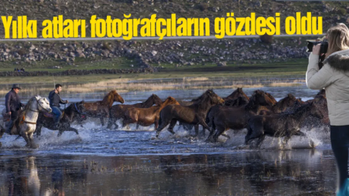 Yılkı atları fotoğrafçıların gözdesi oldu