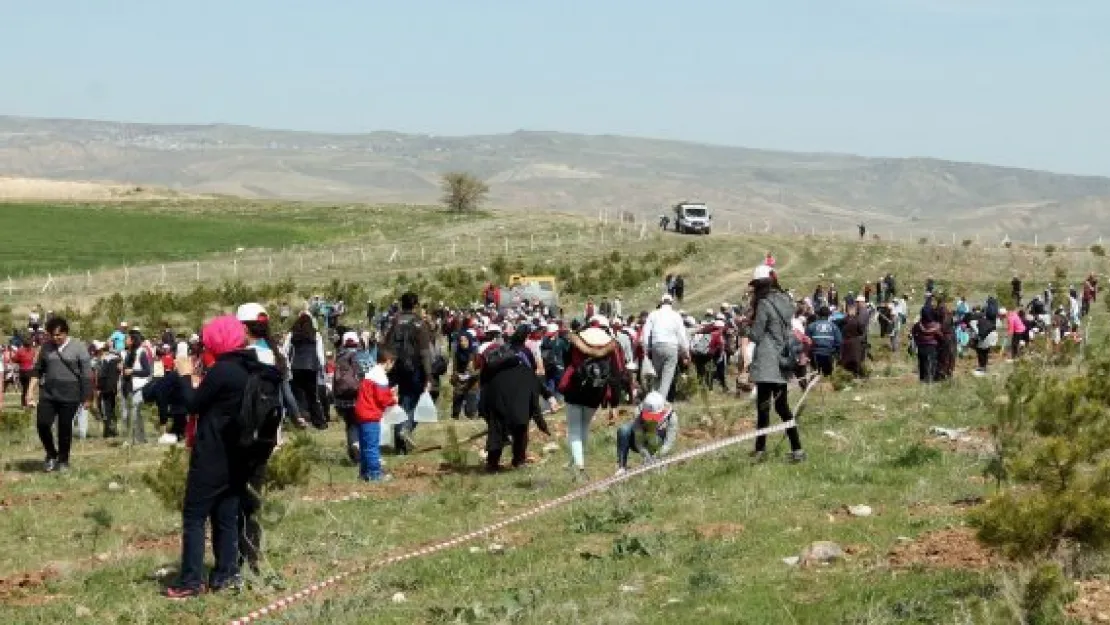 20 bin kişi katıldı, 10 bin fidan dikildi