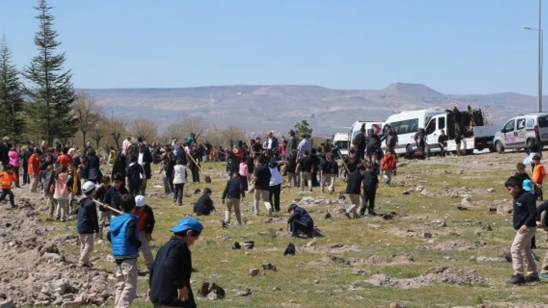 Büyükşehir ile fidanlar fidan dikti