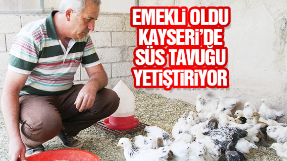 EMEKLi OLDU, KAYSERi'DE SÜS TAVUĞU YETiŞTiRiYOR