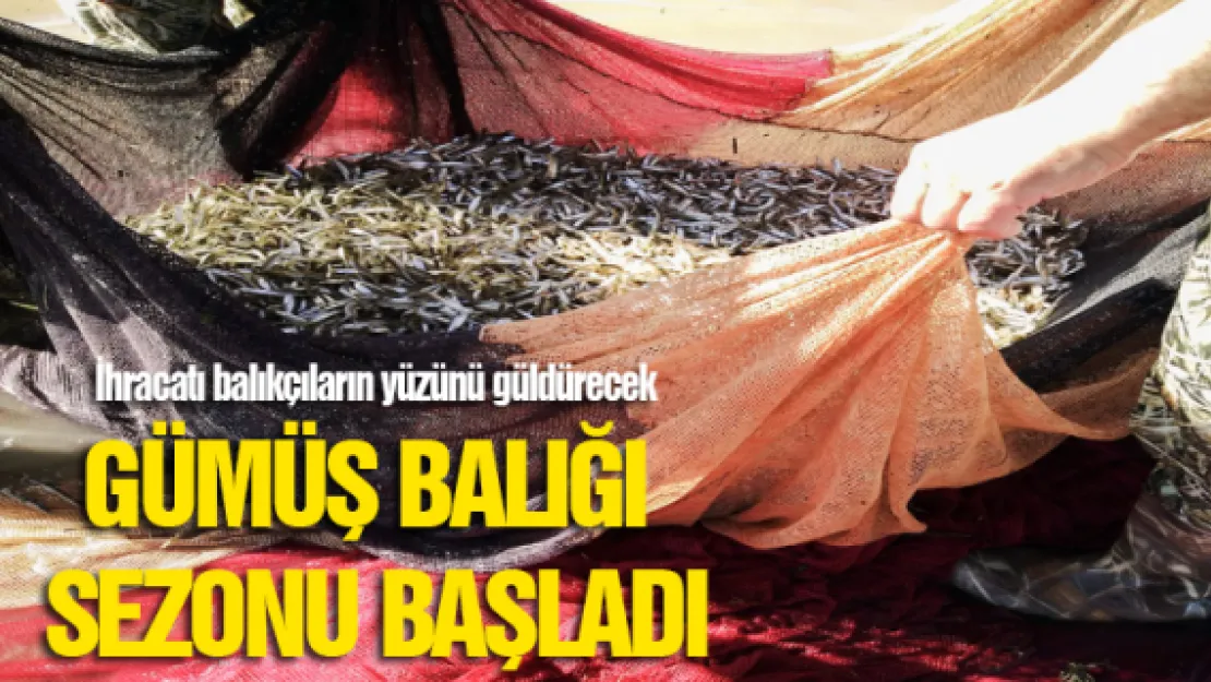 GÜMÜŞ BALIĞI SEZONU BAŞLADI