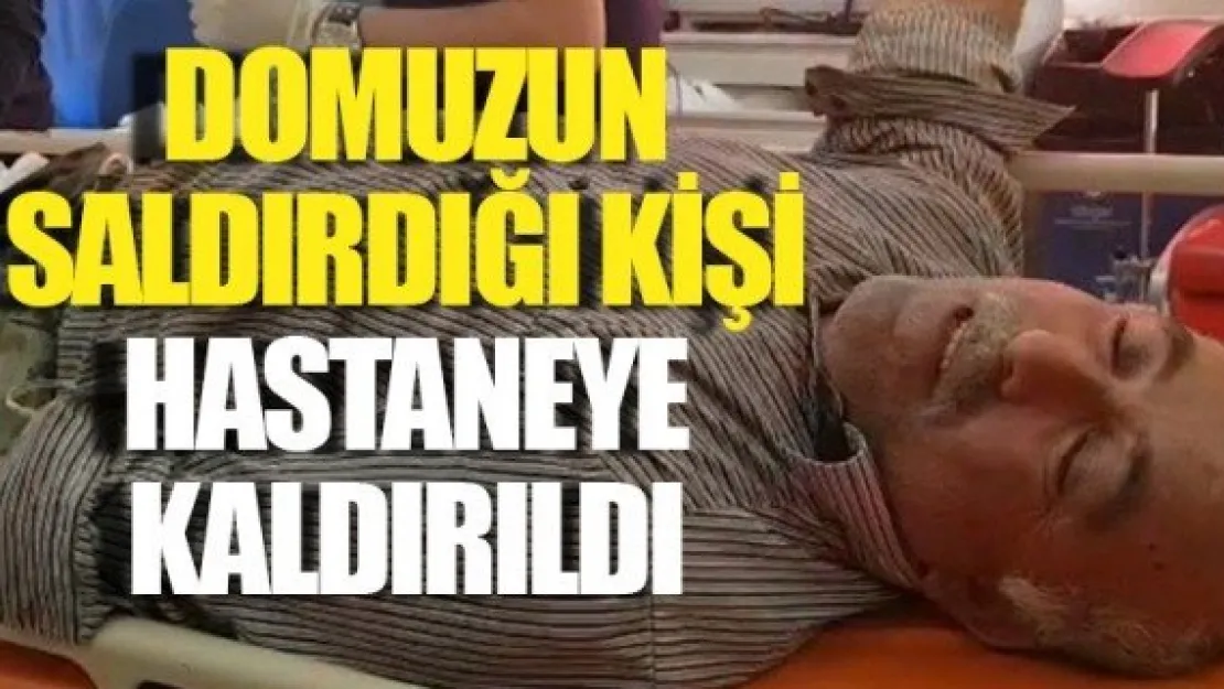 YABAN DOMUZUNUN SALDIRDIĞI KİŞİ HASTANEYE KALDIRILDI