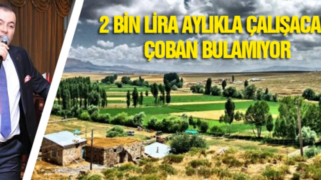 2 bin lira aylıkla çalışacak çoban bulamıyor