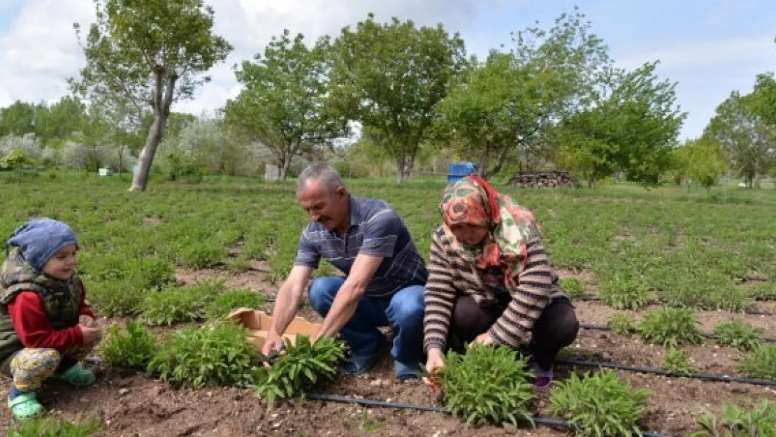 Talas'ta Adaçayı hasadı