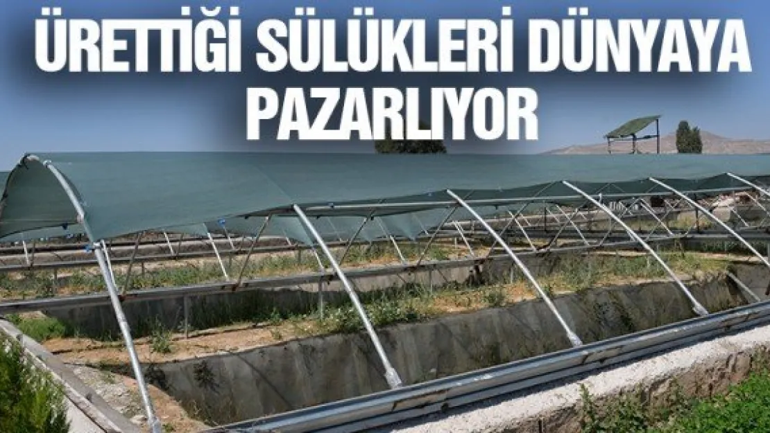 ÜRETTİĞİ SÜLÜKLERİ DÜNYAYA PAZARLIYOR