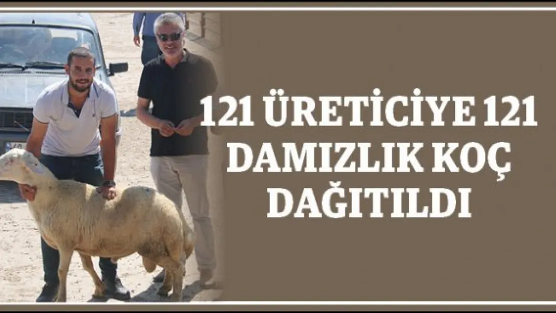 121 Üreticiye 121 damızlık koç dağıtıldı