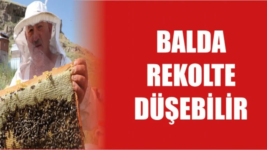 Balda rekolte düşebilir