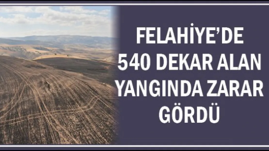 Felahiye'de 540 dekar alan yangında zarar gördü