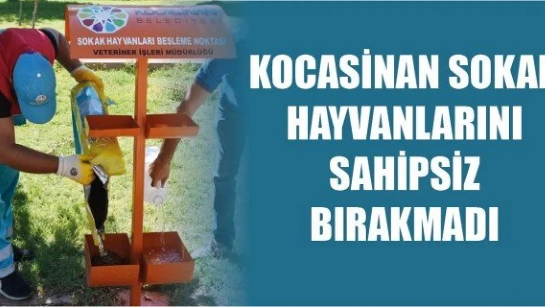 Kocasinan sokak hayvanlarını sahipsiz bırakmadı