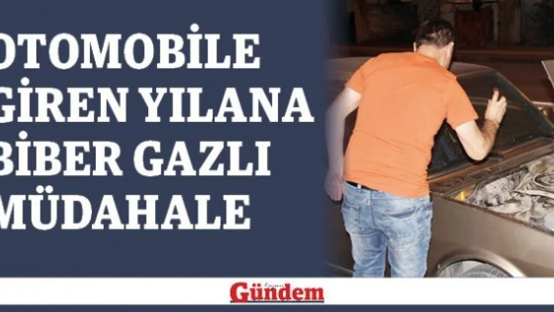Otomobile giren yılana biber gazlı müdahale