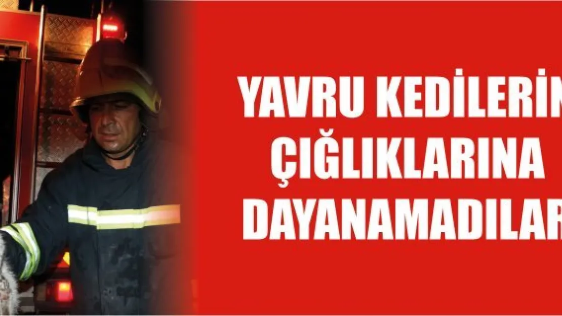 Yavru kedilerin çığlıklarına dayanamadılar