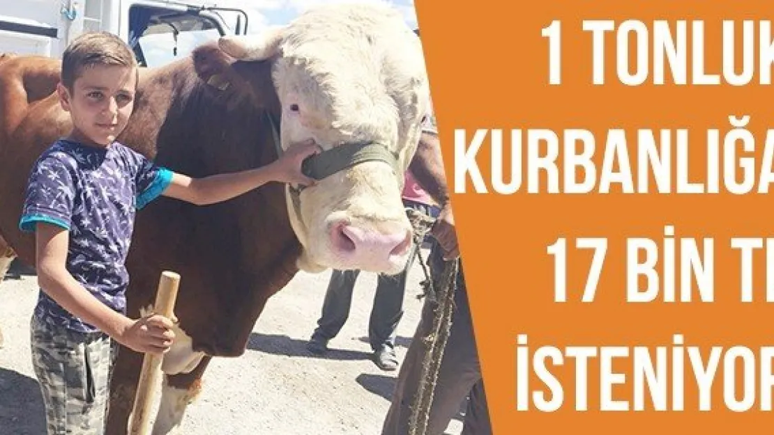 1 tonluk kurbanlığa 17 bin TL isteniyor