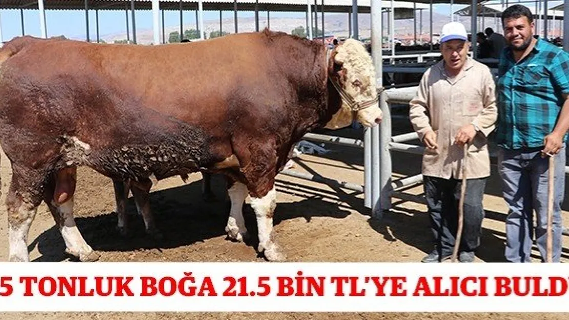 1.5 tonluk boğa 21.5 bin TL'ye alıcı buldu