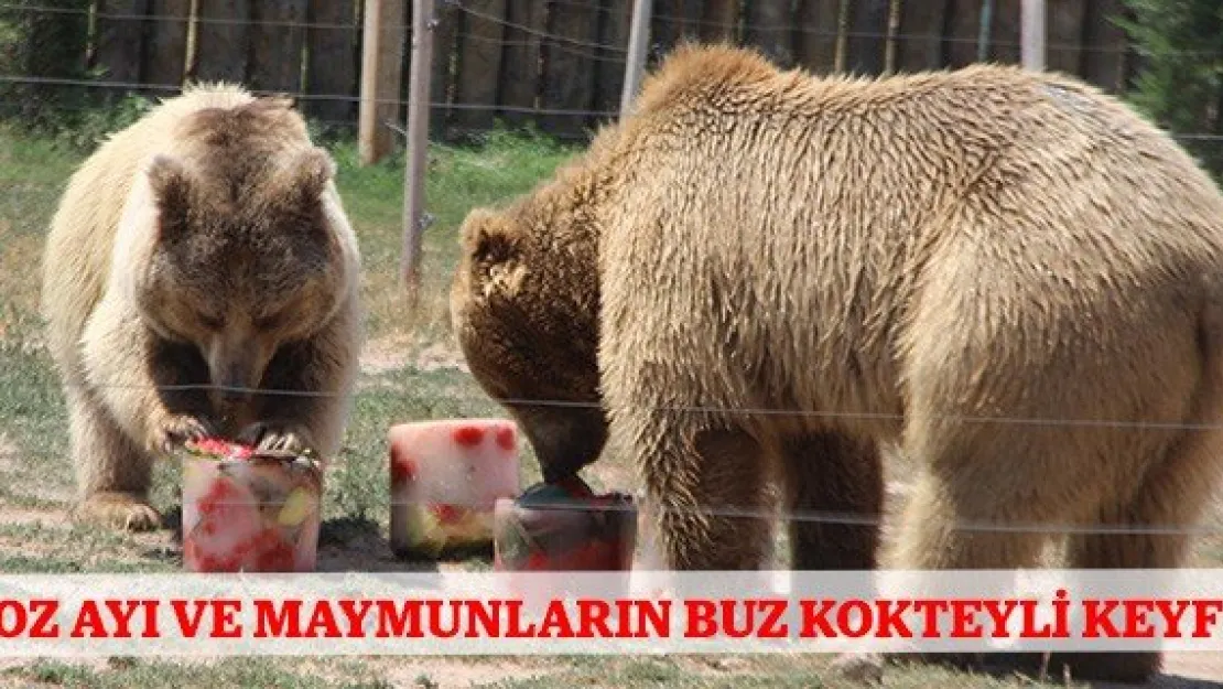 Boz ayı ve maymunların buz kokteyli keyfi
