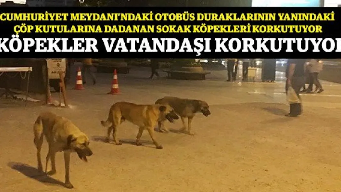 Köpekler Vatandaşı Korkutuyor