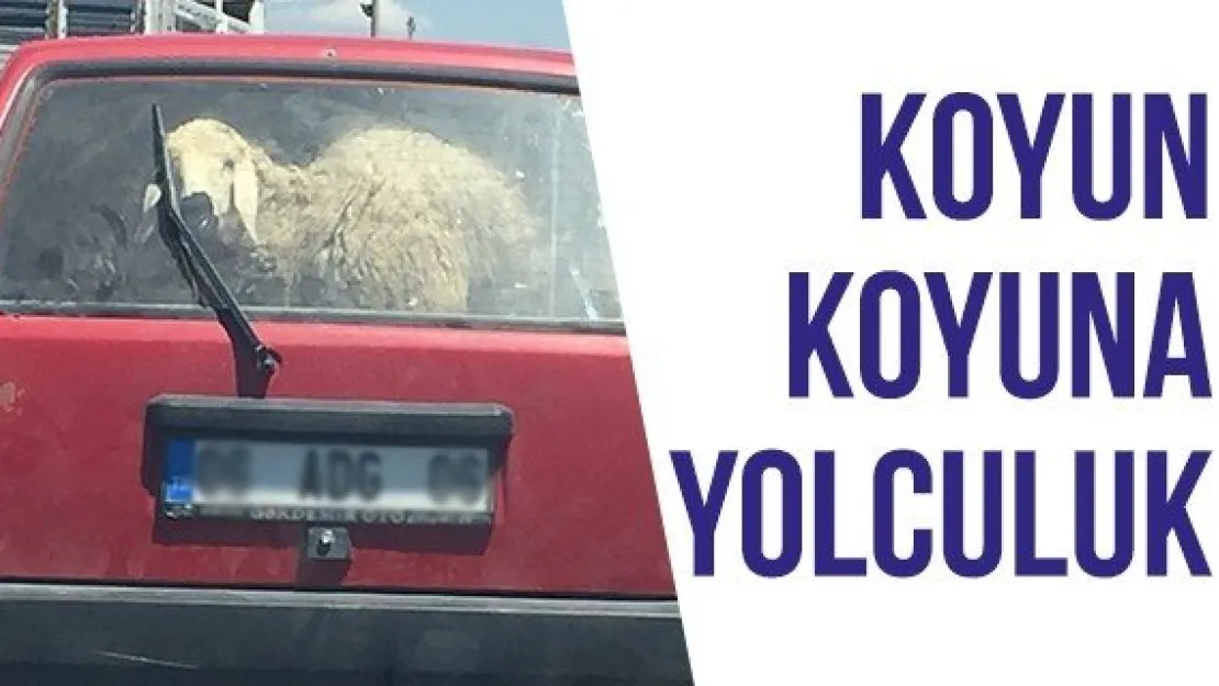 Koyun koyuna yolculuk