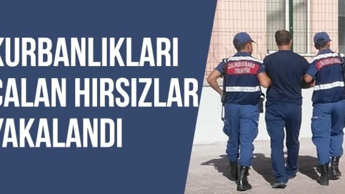 Kurbanlıkları çalan hırsızlar yakalandı