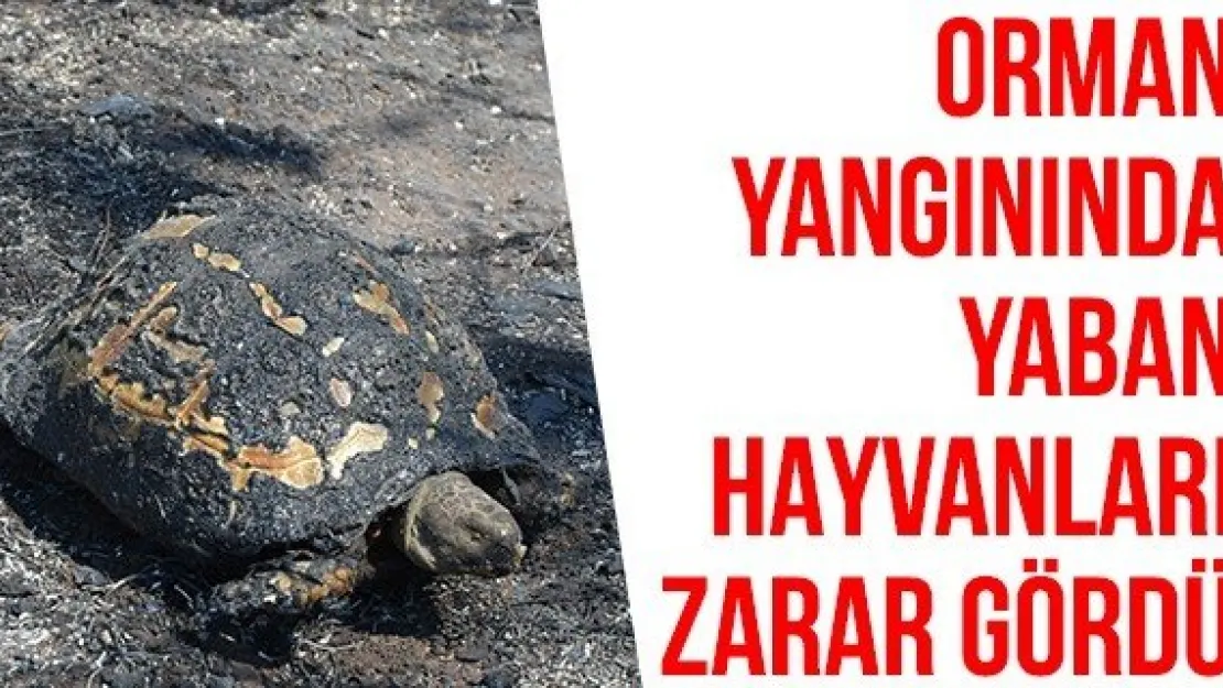 Orman yangınında yaban hayvanları zarar gördü