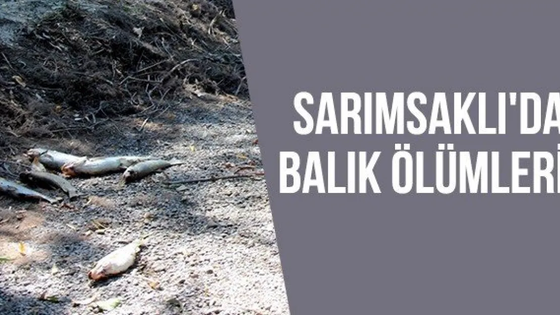 Sarımsaklı'da balık ölümleri