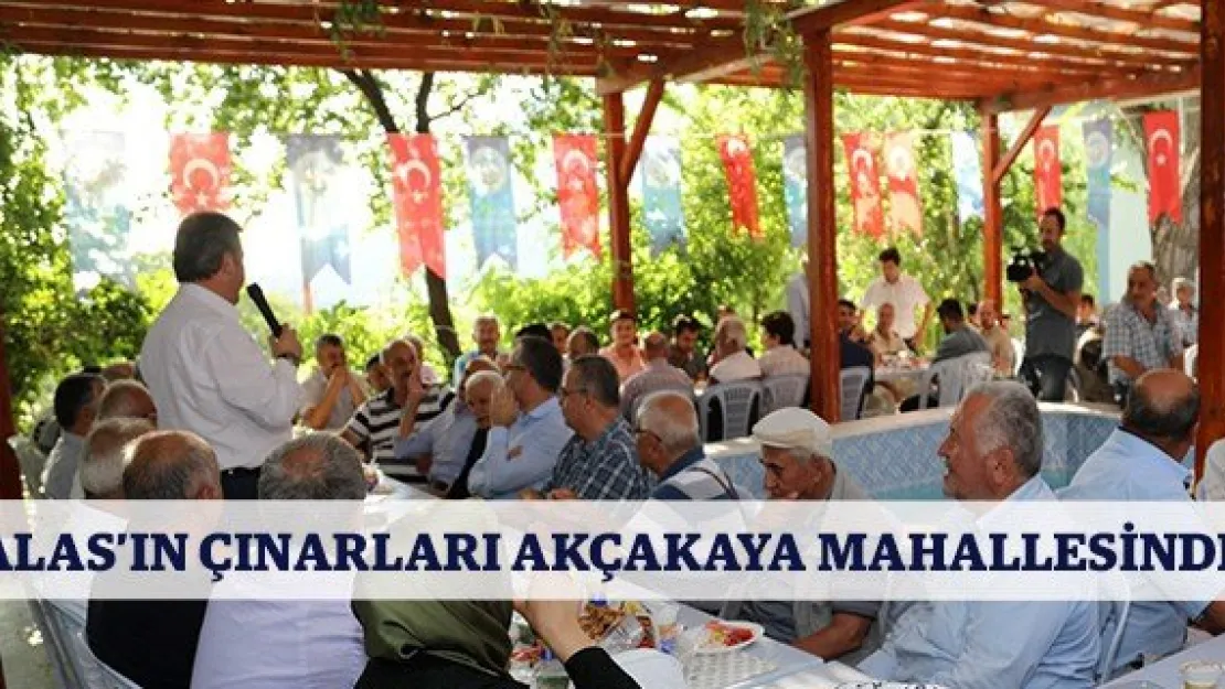 Talas'ın çınarları Akçakaya Mahallesinde