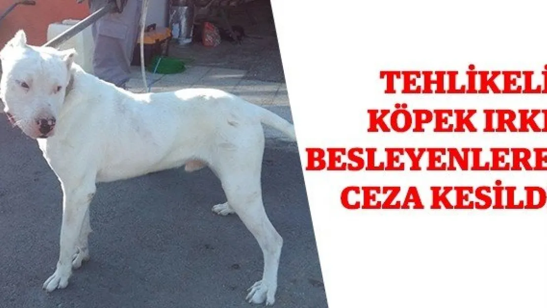 Tehlikeli köpek ırkı besleyenlere ceza kesildi