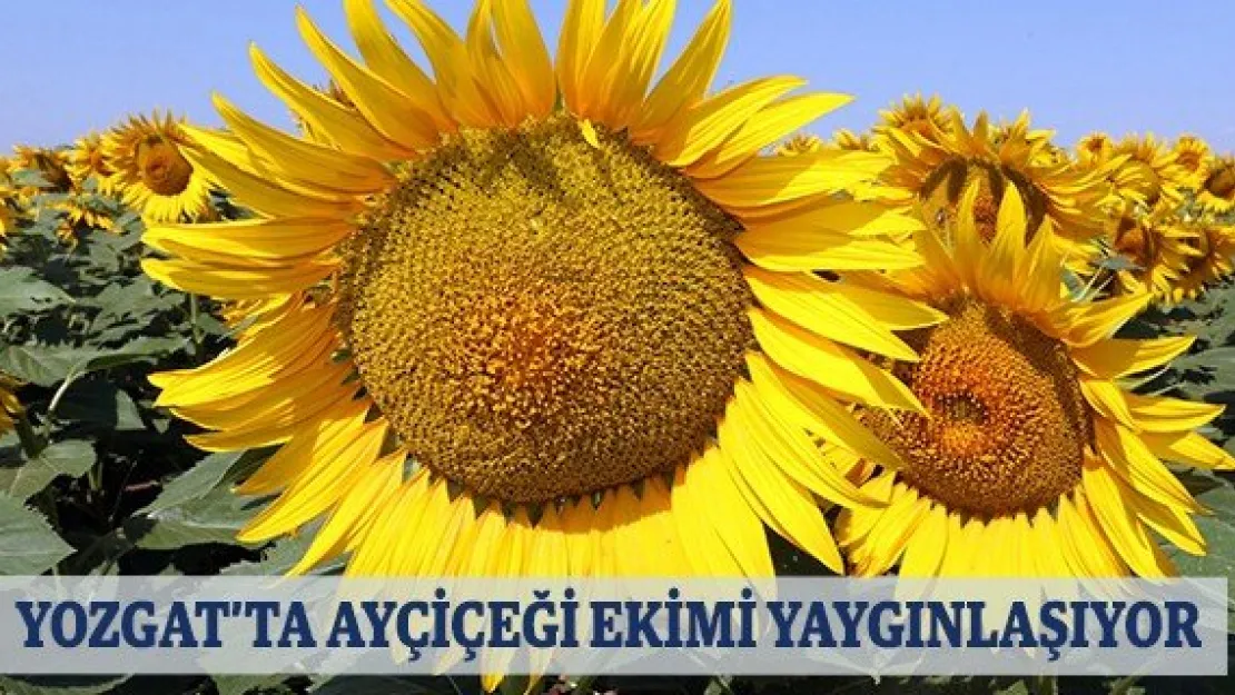 Yozgat'ta ayçiçeği ekimi yaygınlaşıyor