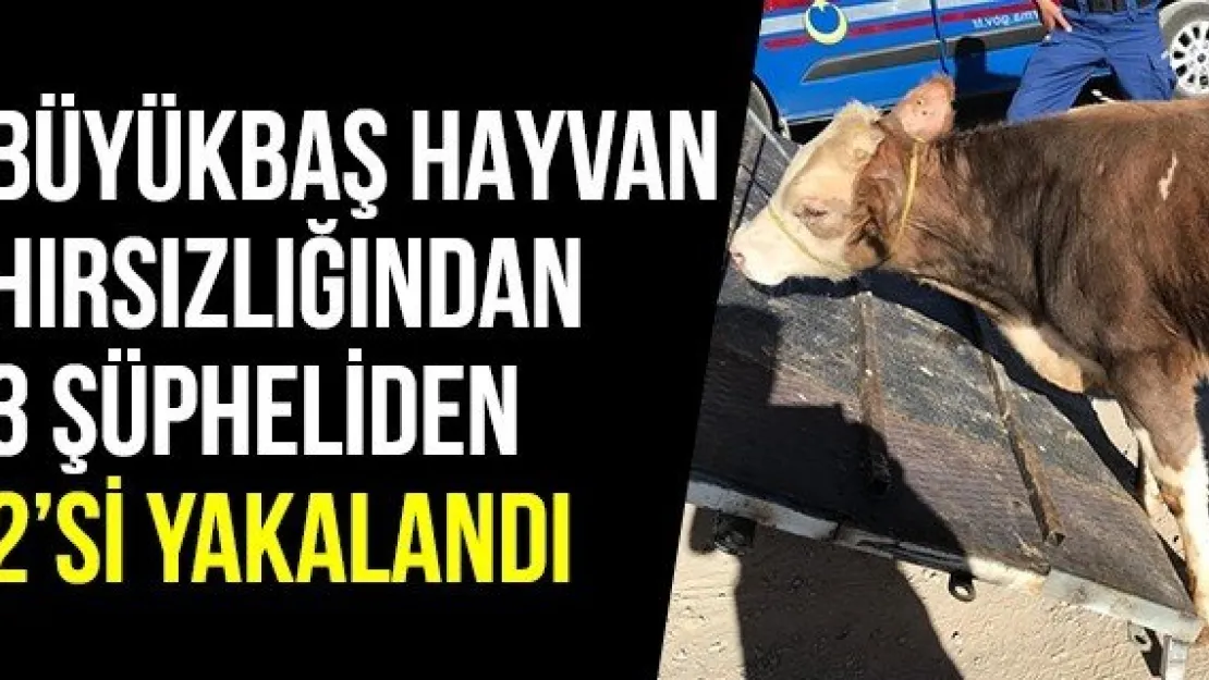 Büyükbaş hayvan hırsızlığından 3 şüpheliden 2'si yakalandı