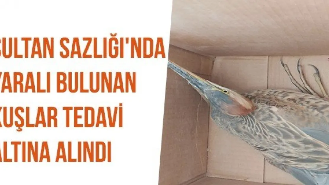 Sultan Sazlığı'nda Yaralı Bulunan Kuşlar Tedavi Altına Alındı