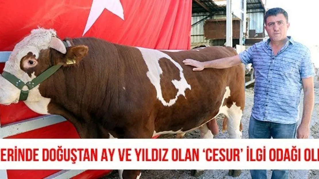 Üzerinde doğuştan ay ve yıldız olan 'Cesur' ilgi odağı oldu