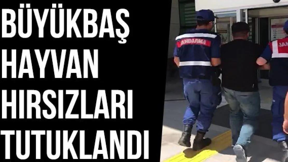 Büyükbaş Hayvan Hırsızları Tutuklandı