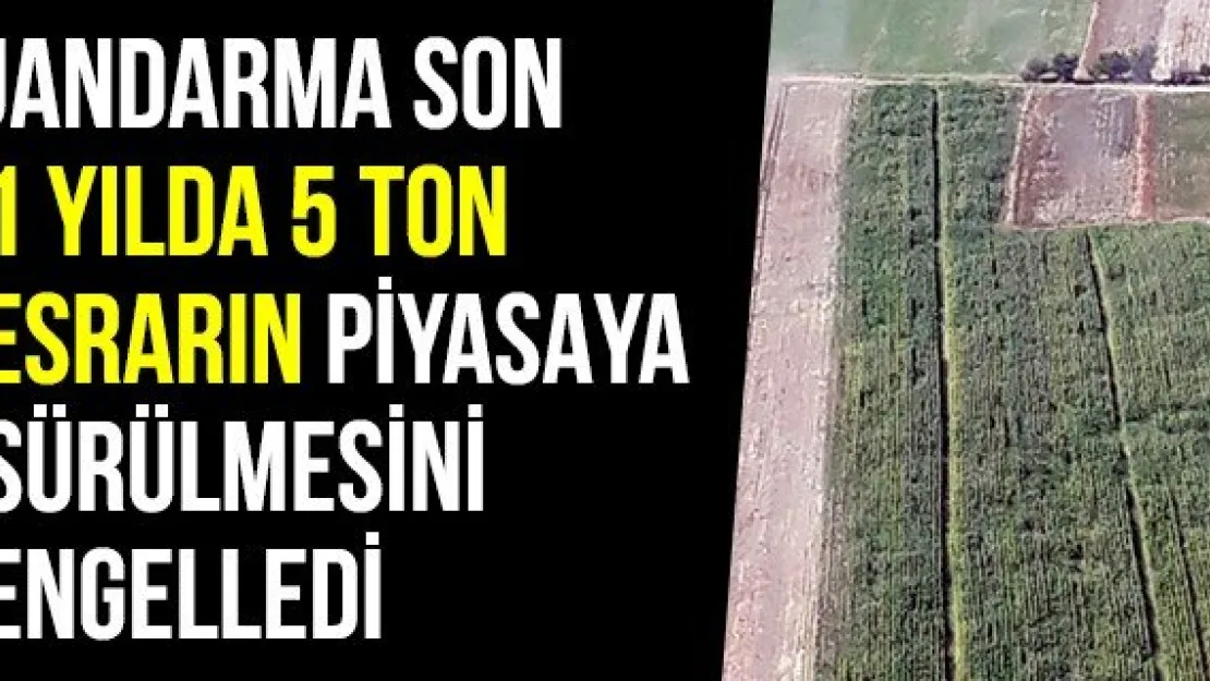 Jandarma Son 1 Yılda 5 Ton Esrarın Piyasaya Sürülmesini Engelledi