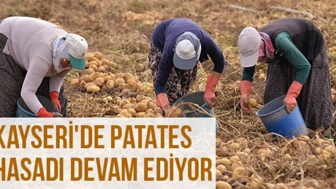 Kayseri'de Patates Hasadı Devam Ediyor