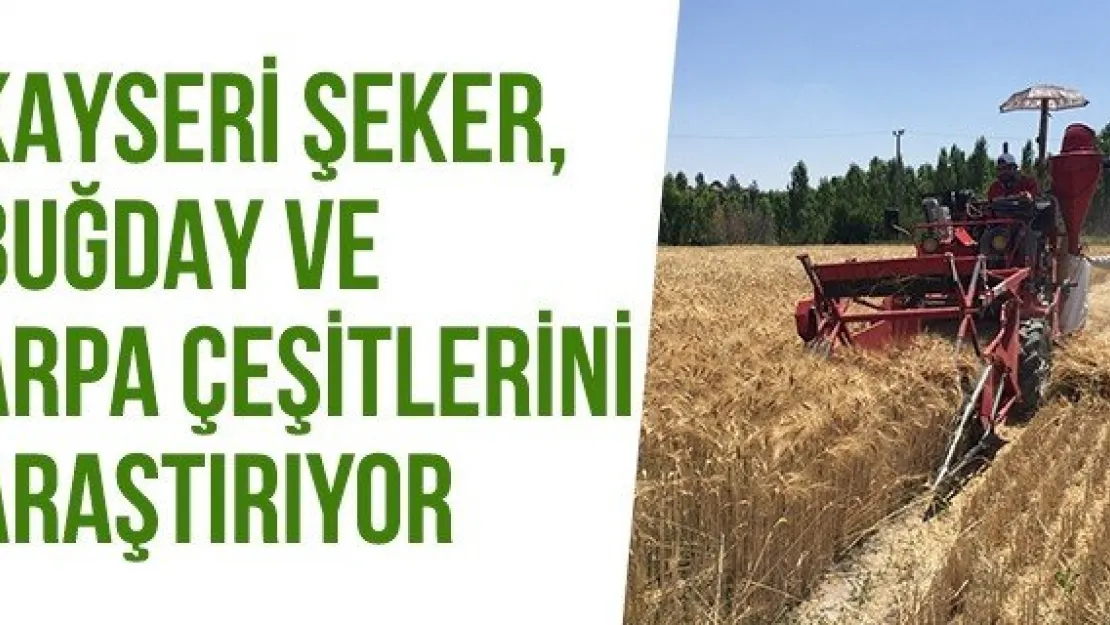 Kayseri Şeker, Buğday Ve Arpa Çeşitlerini Araştırıyor