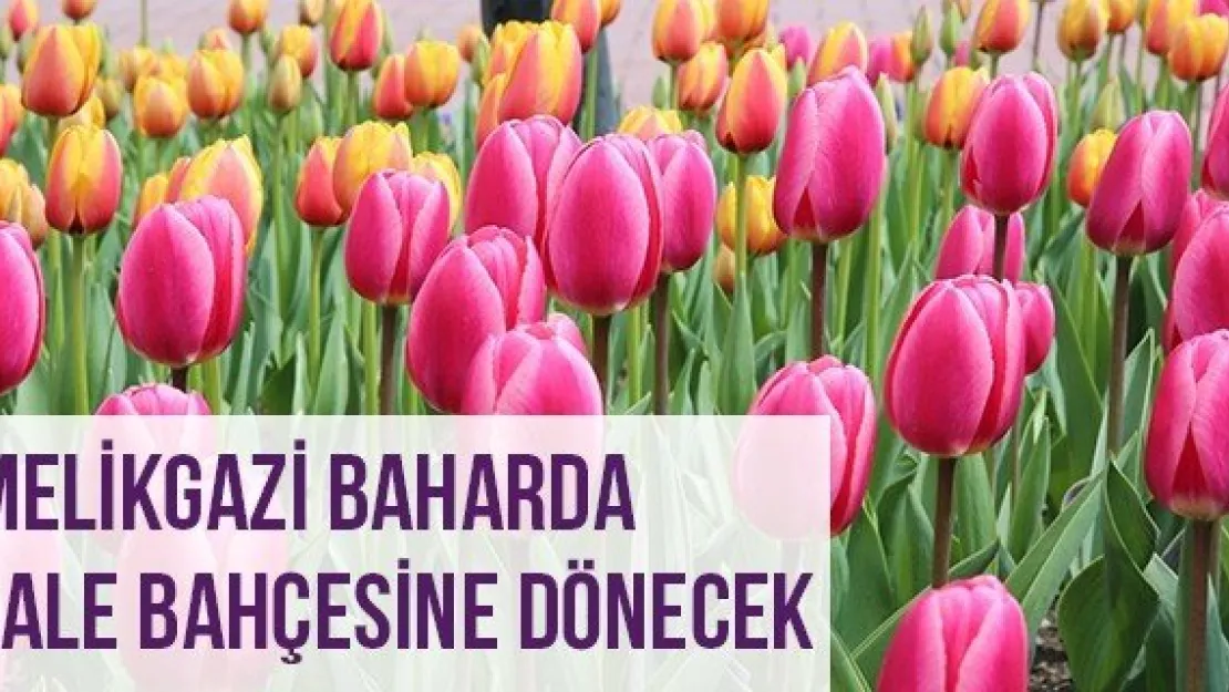 Melikgazi Baharda Lale Bahçesine Dönecek