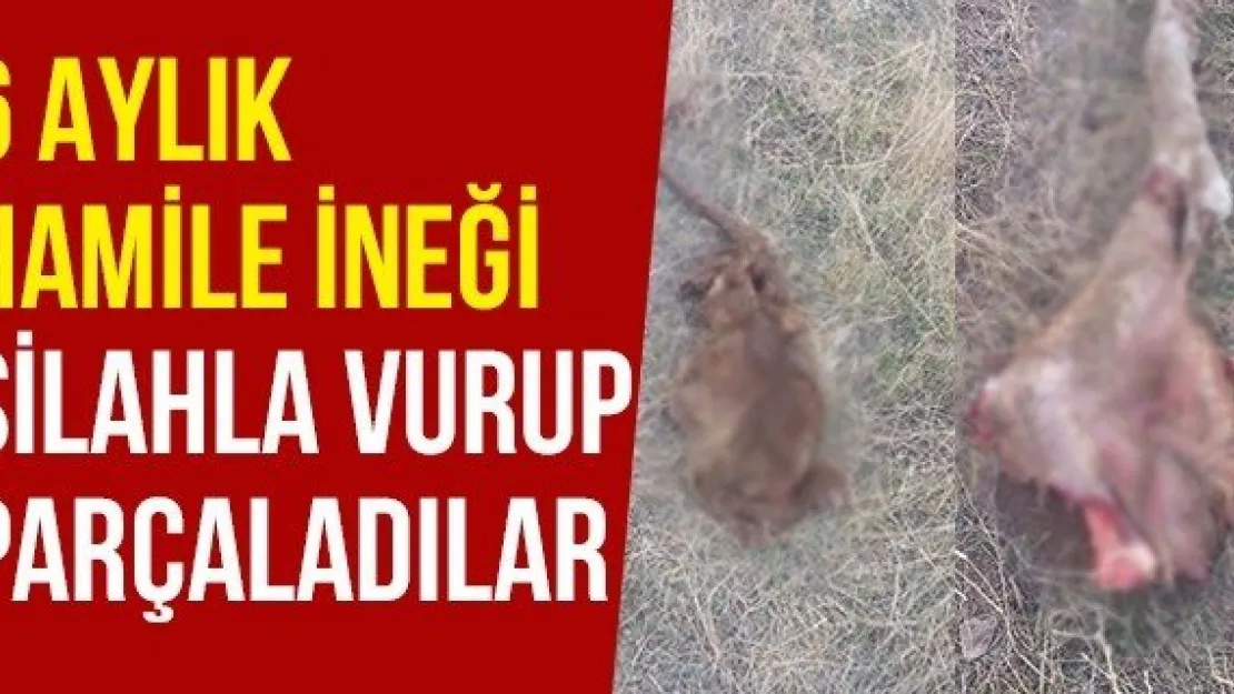 6 Aylık Hamile İneği Silahla Vurup Parçaladılar