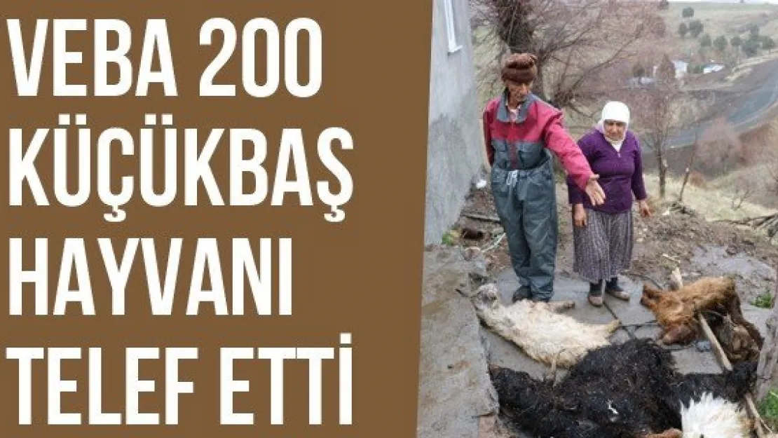 Veba 200 Küçükbaş Hayvanı Telef Etti