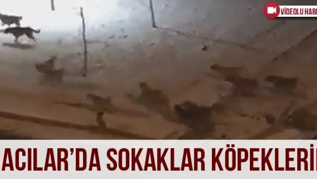 HACILAR'DA SOKAKLAR KÖPEKLERİN