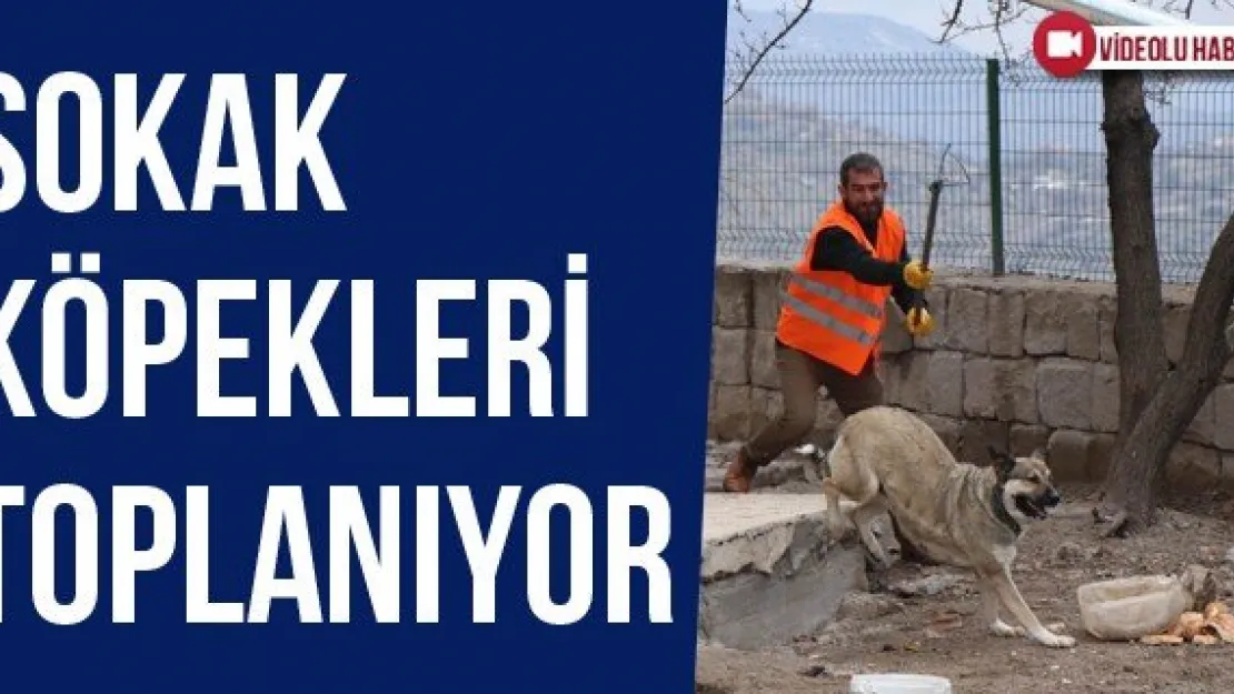 Sokak köpekleri toplanıyor