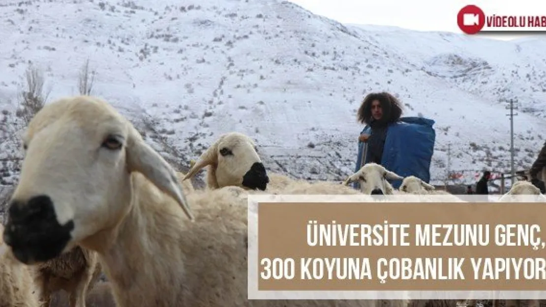 Üniversite Mezunu Genç, 300 Koyuna Çobanlık Yapıyor