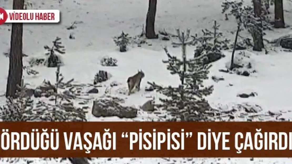 Gördüğü Vaşağı 'Pisipisi' Diye Çağırdı