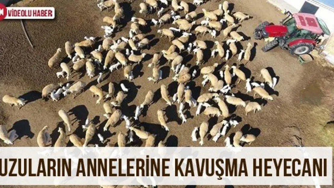 Kuzuların Annelerine Kavuşma Heyecanı