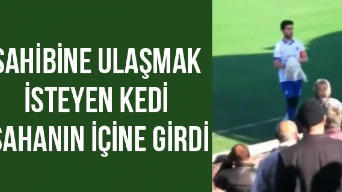 Sahibine ulaşmak isteyen kedi sahanın içine girdi