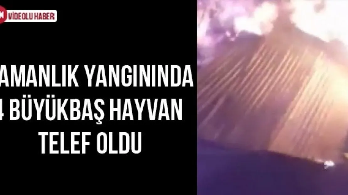 Samanlık Yangınında 4 Büyükbaş Hayvan Telef Oldu