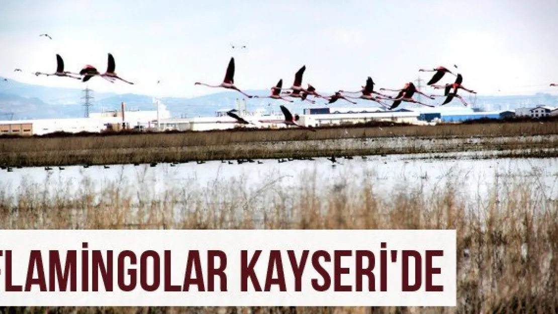 Flamingolar Kayseri'de