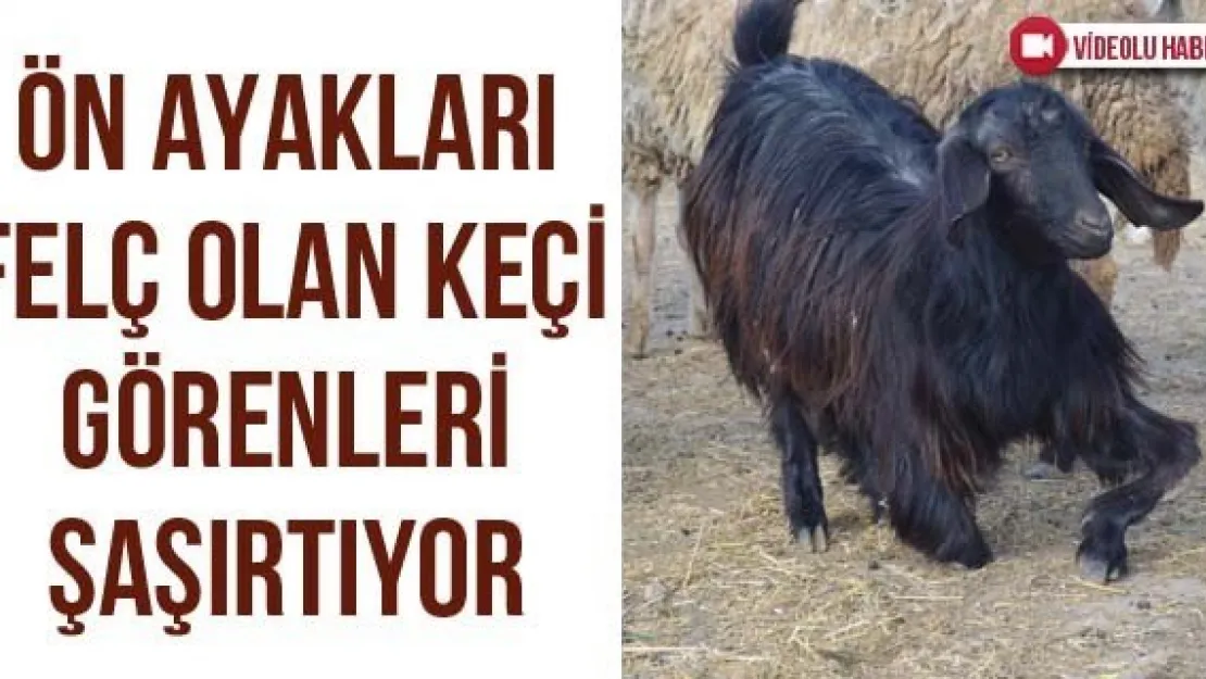 Ön Ayakları Felç Olan Keçi Görenleri Şaşırtıyor