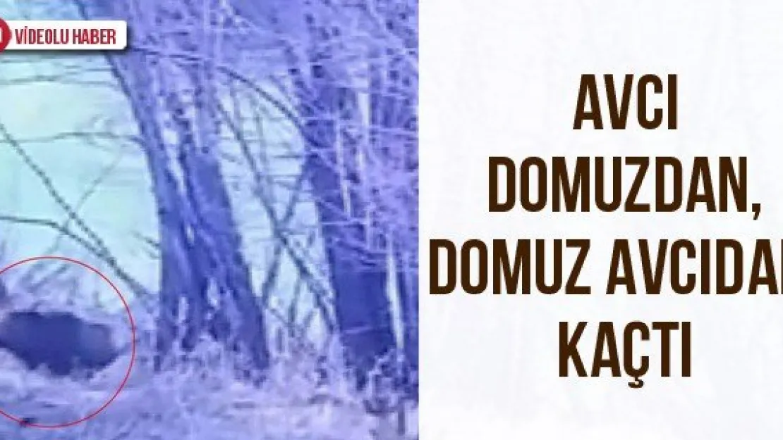 Avcı Domuzdan, Domuz Avcıdan Kaçtı