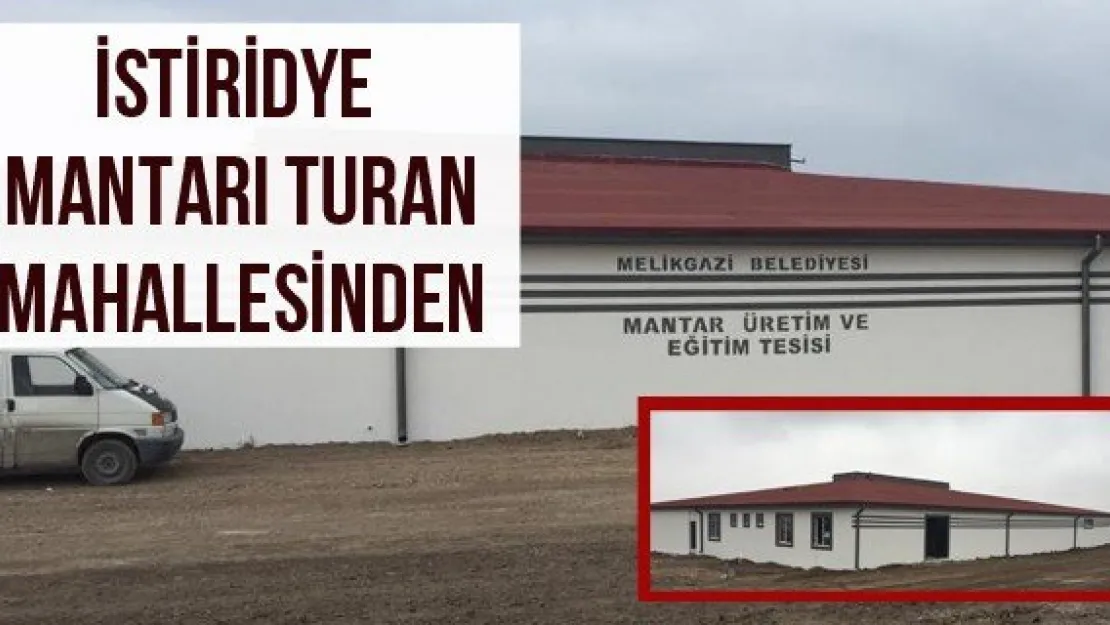 İstiridye mantarı Turan mahallesinden