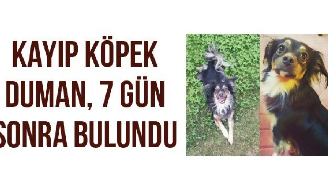 Kayıp Köpek Duman, 7 Gün Sonra Bulundu