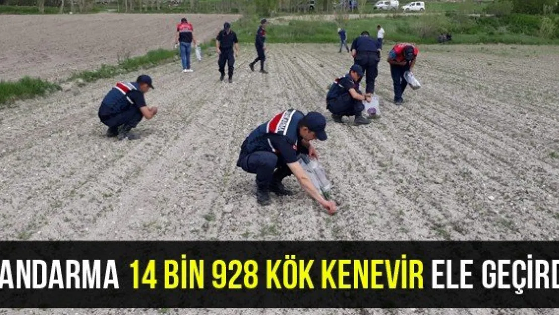 Jandarma 14 bin 928 kök kenevir ele geçirdi